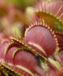 Boutique - Dionaea musicpula