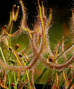 Boutique - Drosera binata