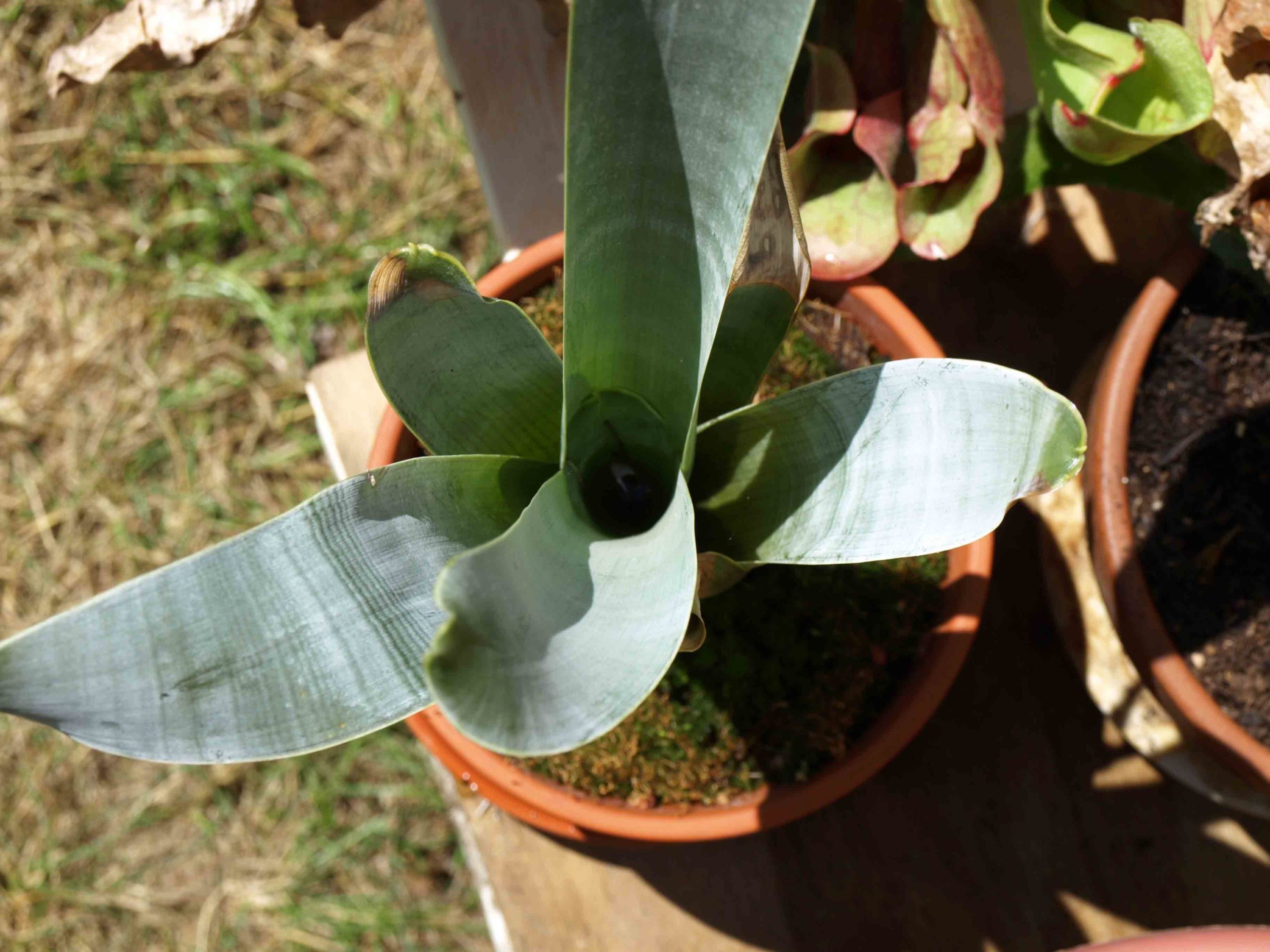 Brocchinia