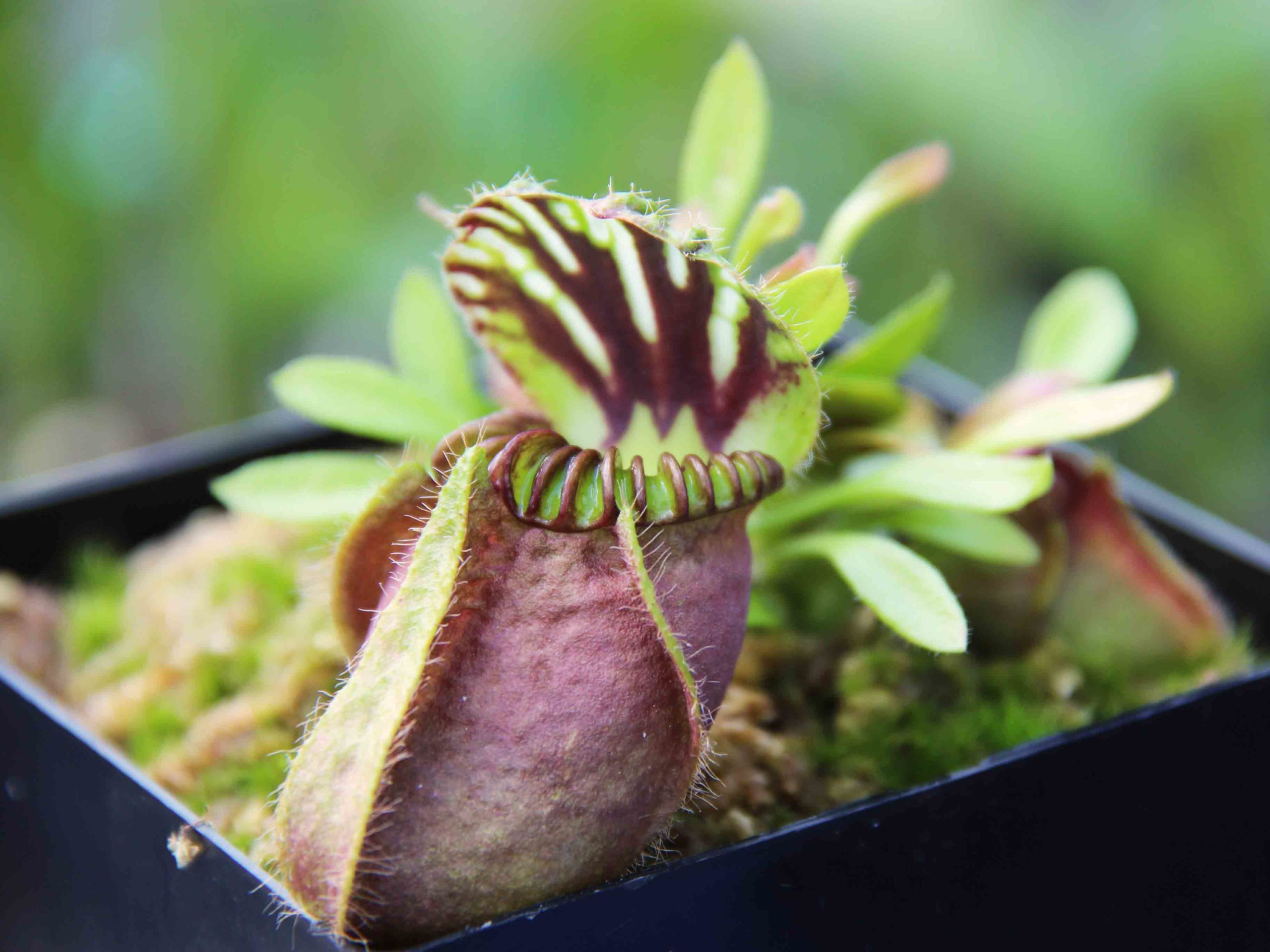 Cephalotus