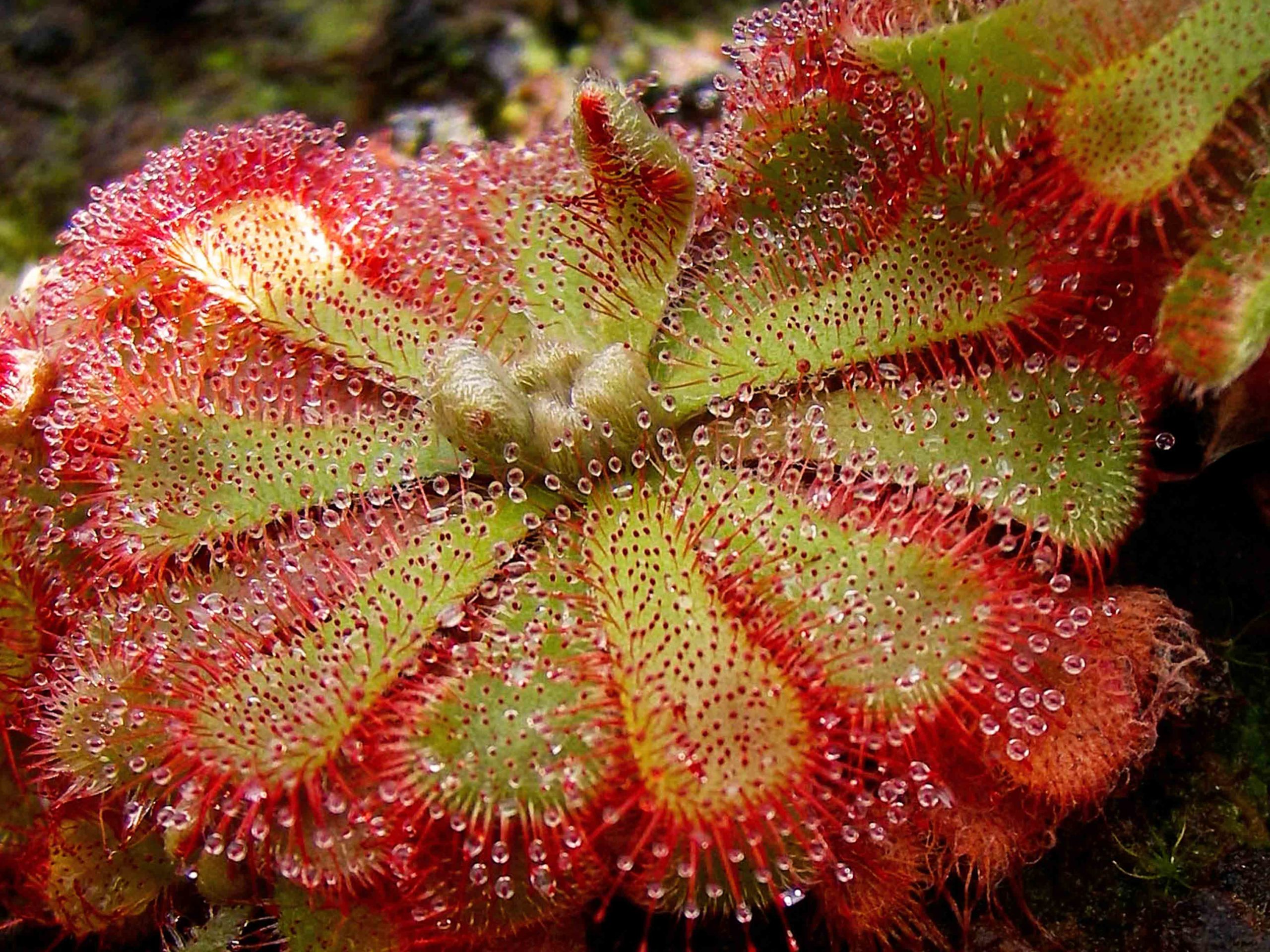 Drosera