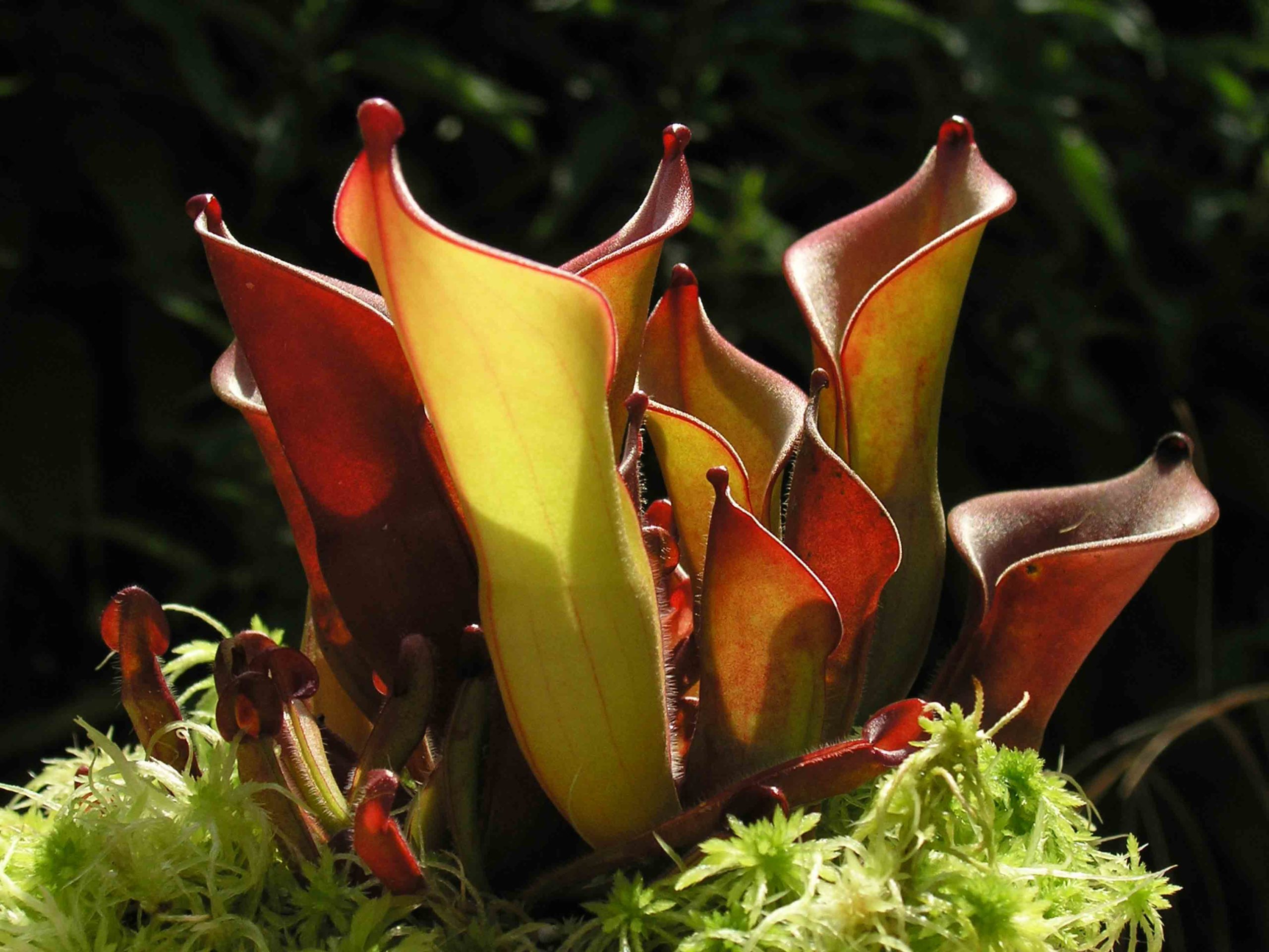 Heliamphora