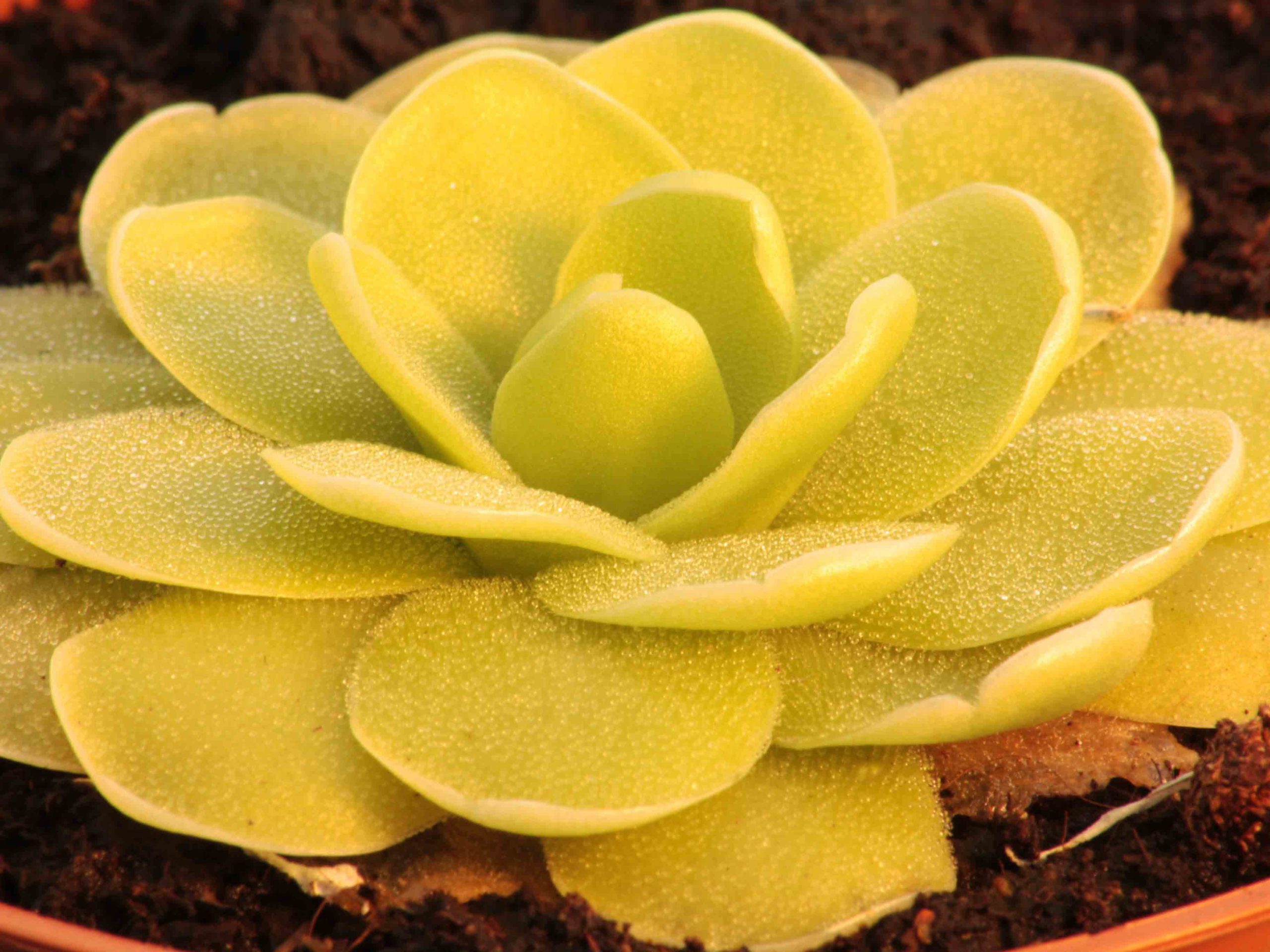 Pinguicula
