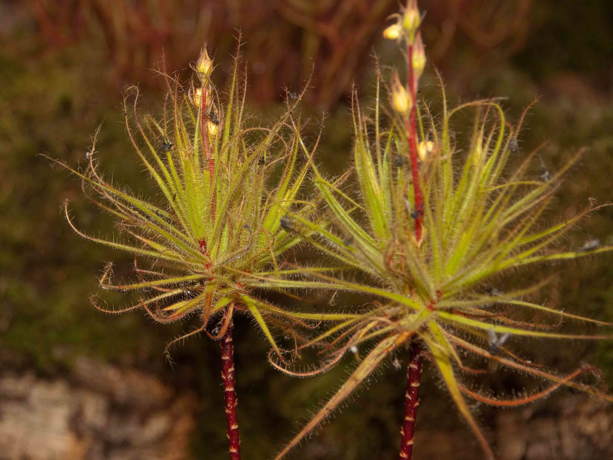 Roridula