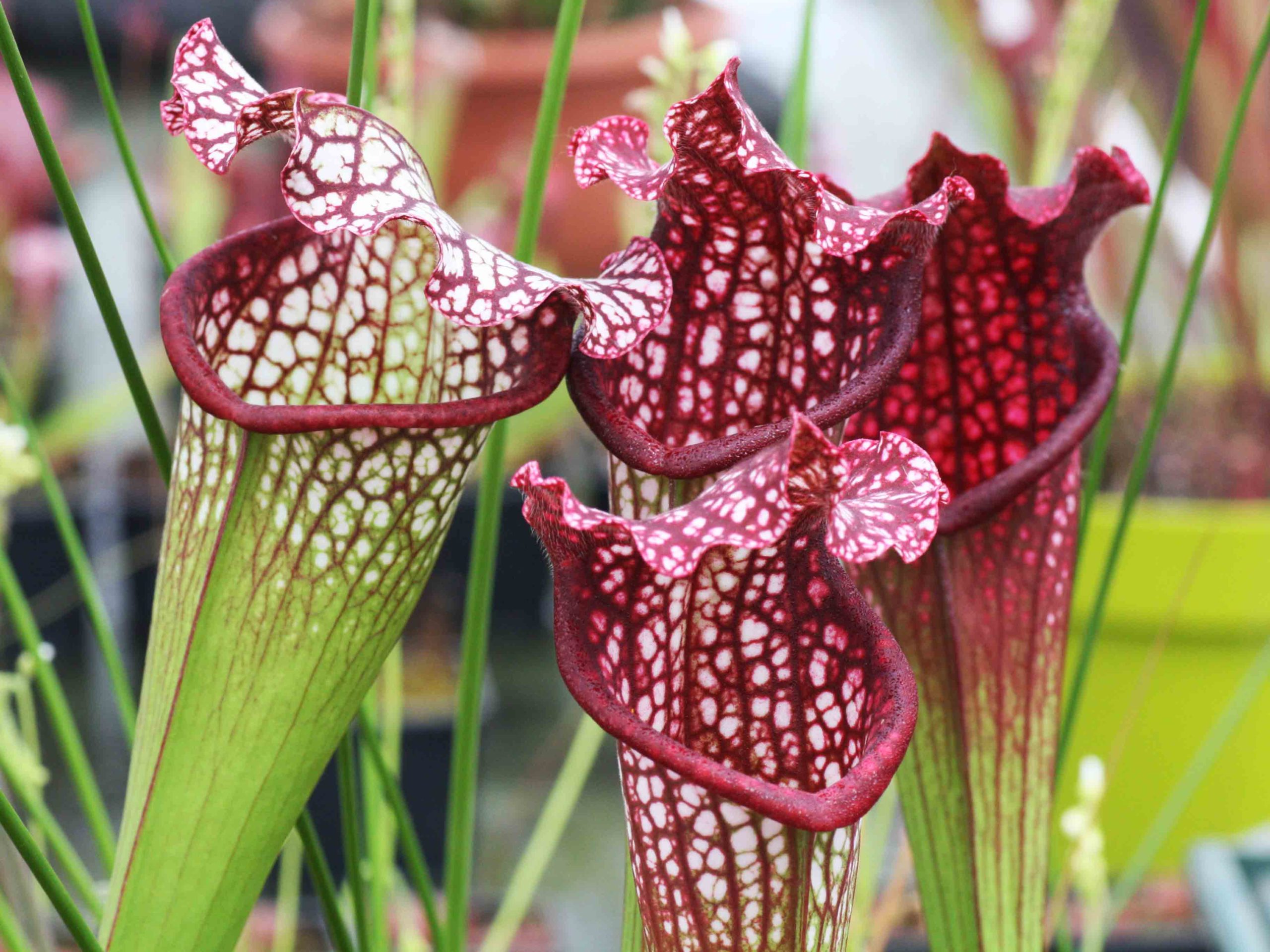 Sarracenia