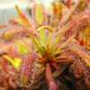 Drosera capensis "Bainskloof pass" – Image 2