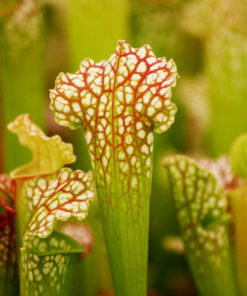 Boutique - Sarracenia Velvet