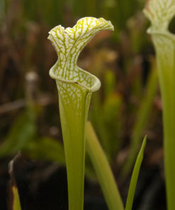 Sarracenia leucophylla — form viridescent