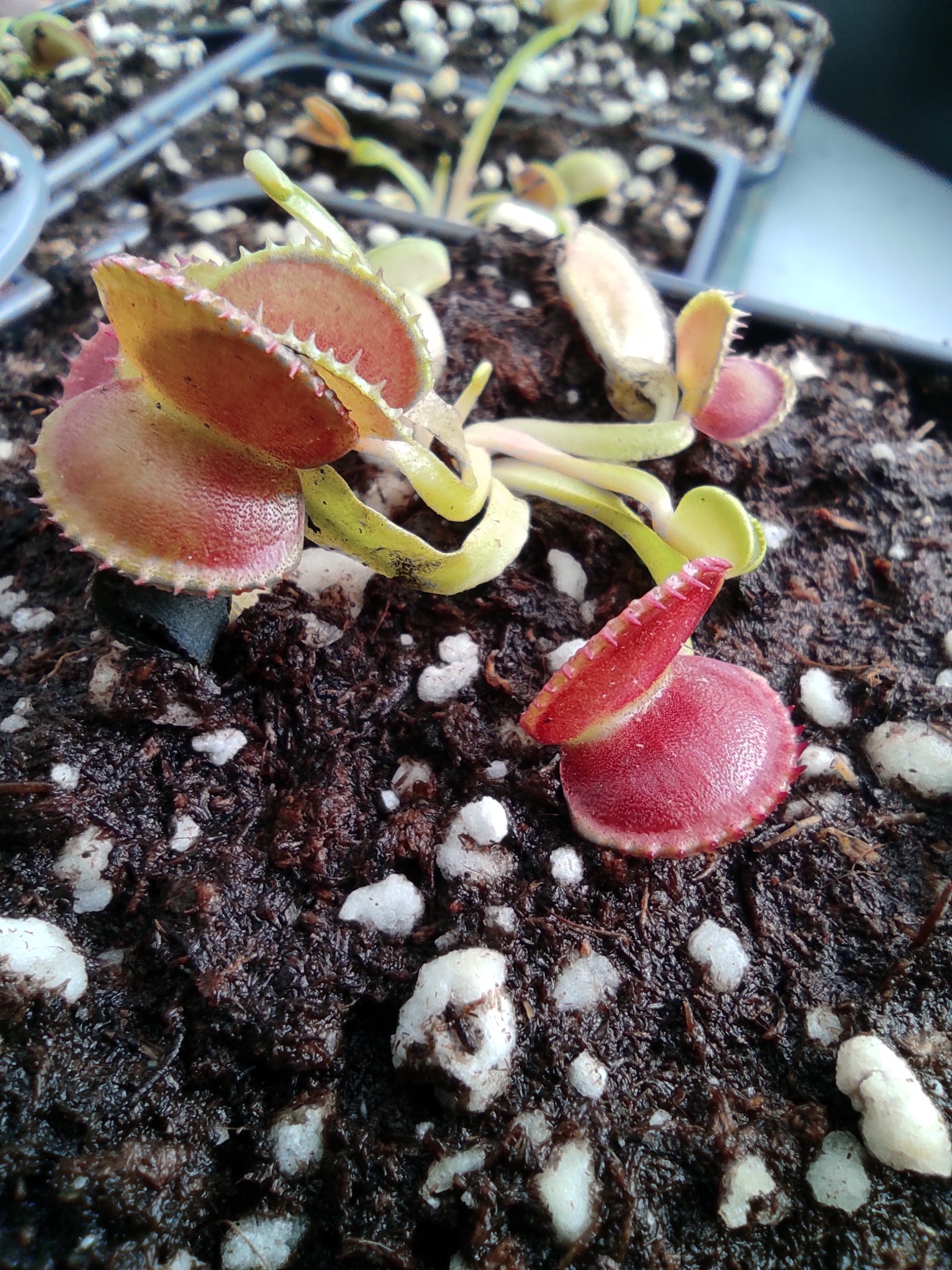 Dionaea muscipula 'Diflora wizard'