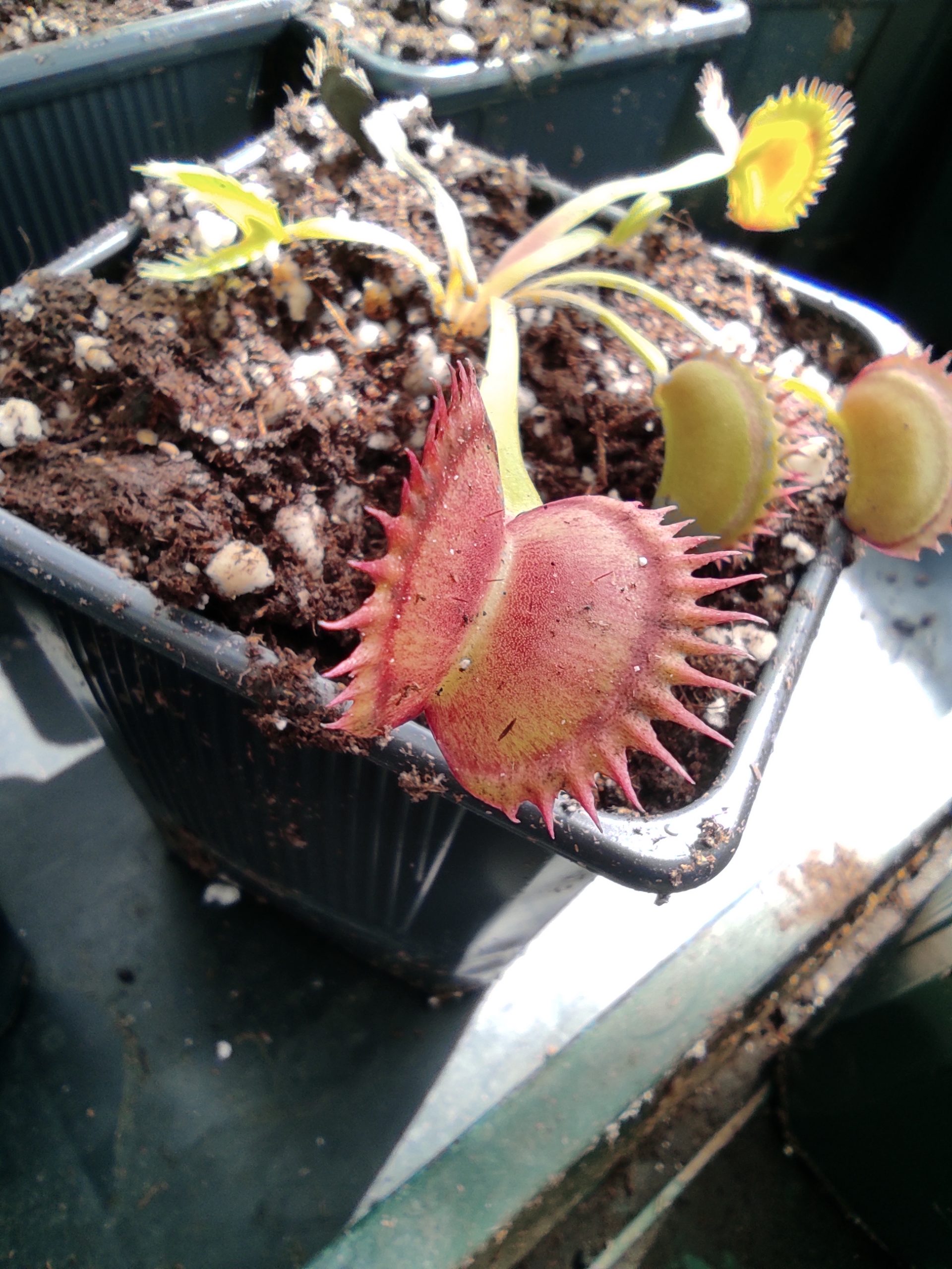 Dionaea muscipula 'Big-Up#4'
