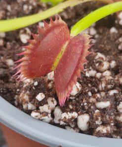 Dionaea muscipula 'Black Beauty'