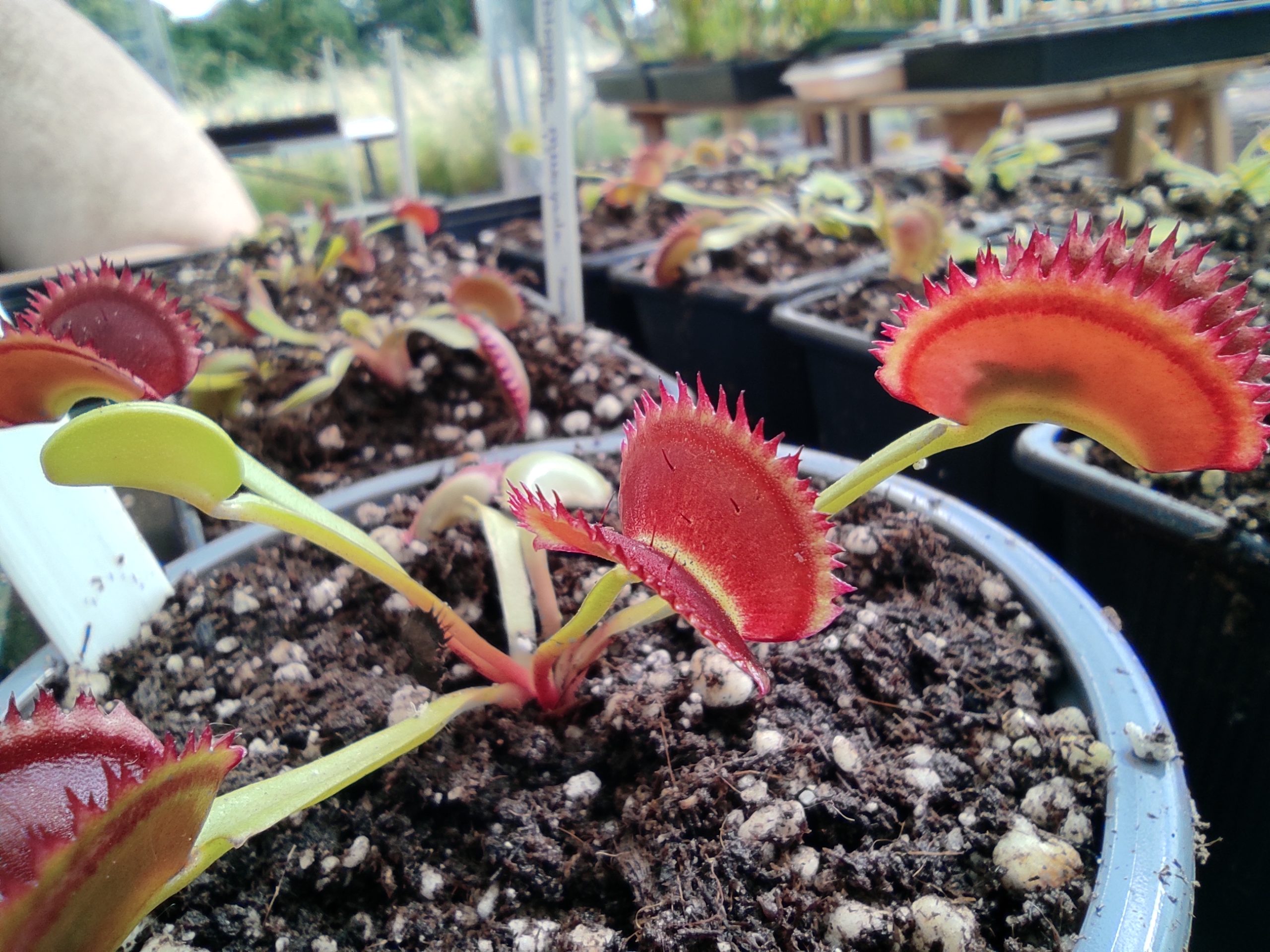 Dionaea muscipula 'Teeth Selection #1'