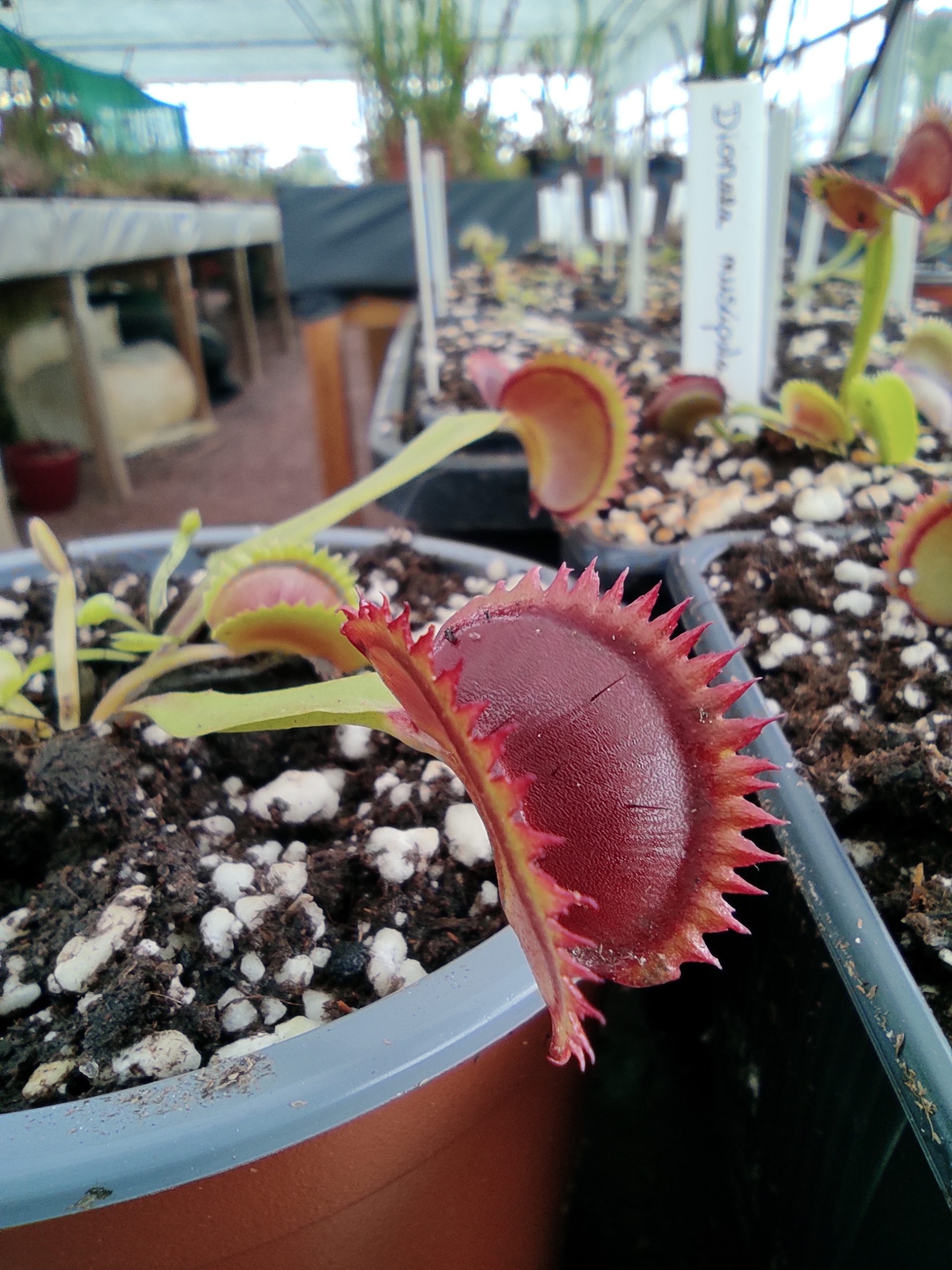 Dionaea muscipula 'UPO #8'