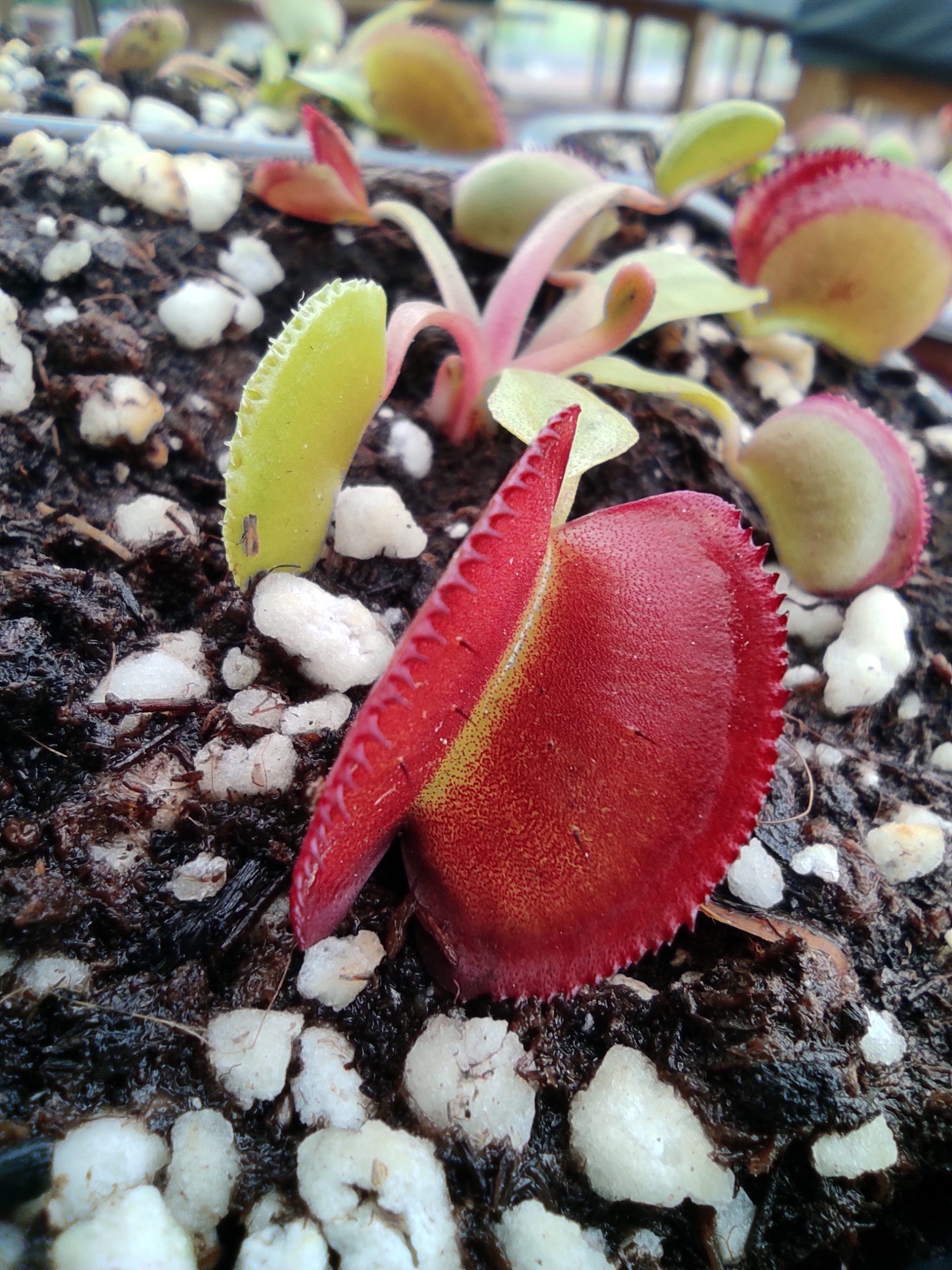 Dionaea muscipula 'Fake Microdent'