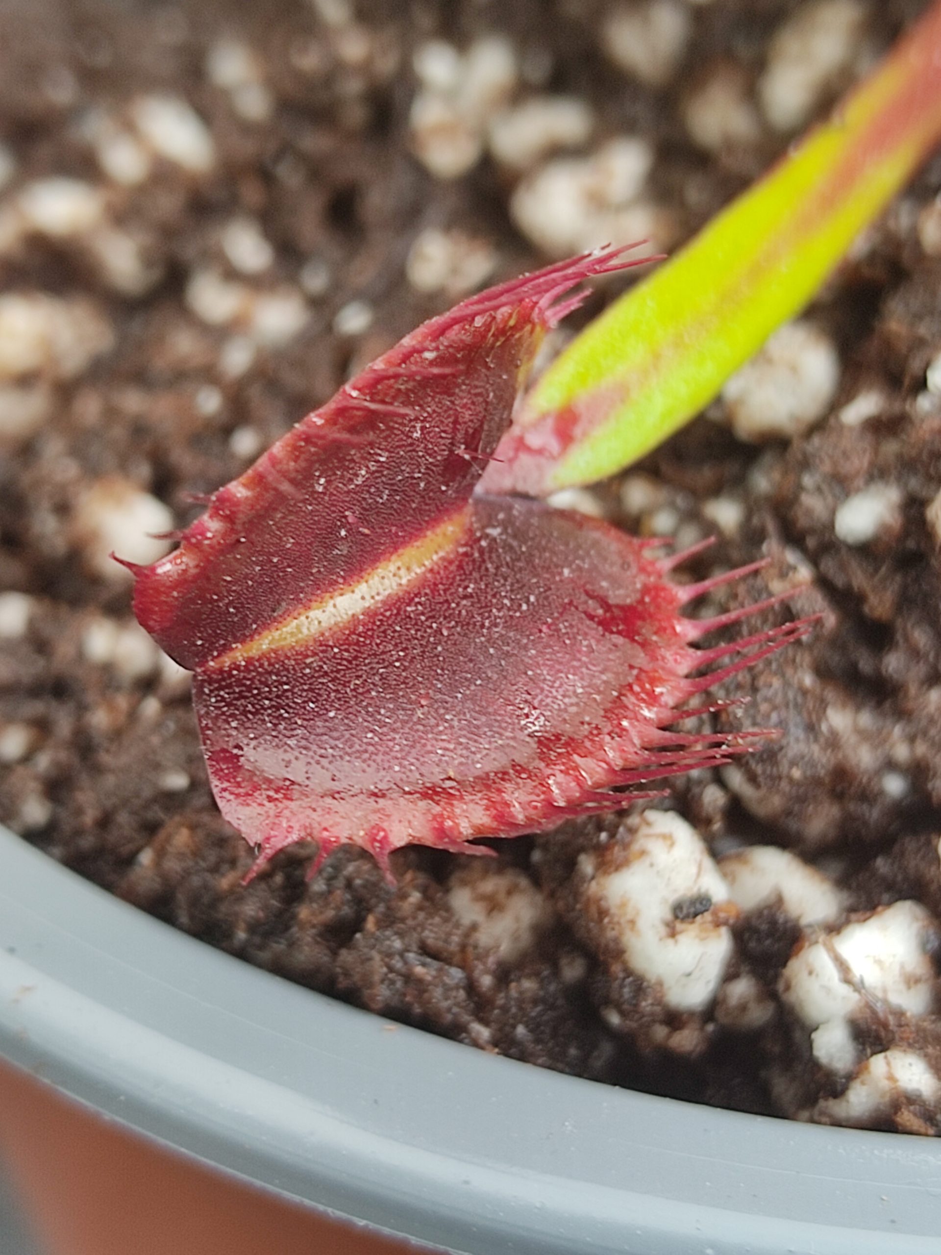 Dionaea muscipula CV 'Rouge Sombre'