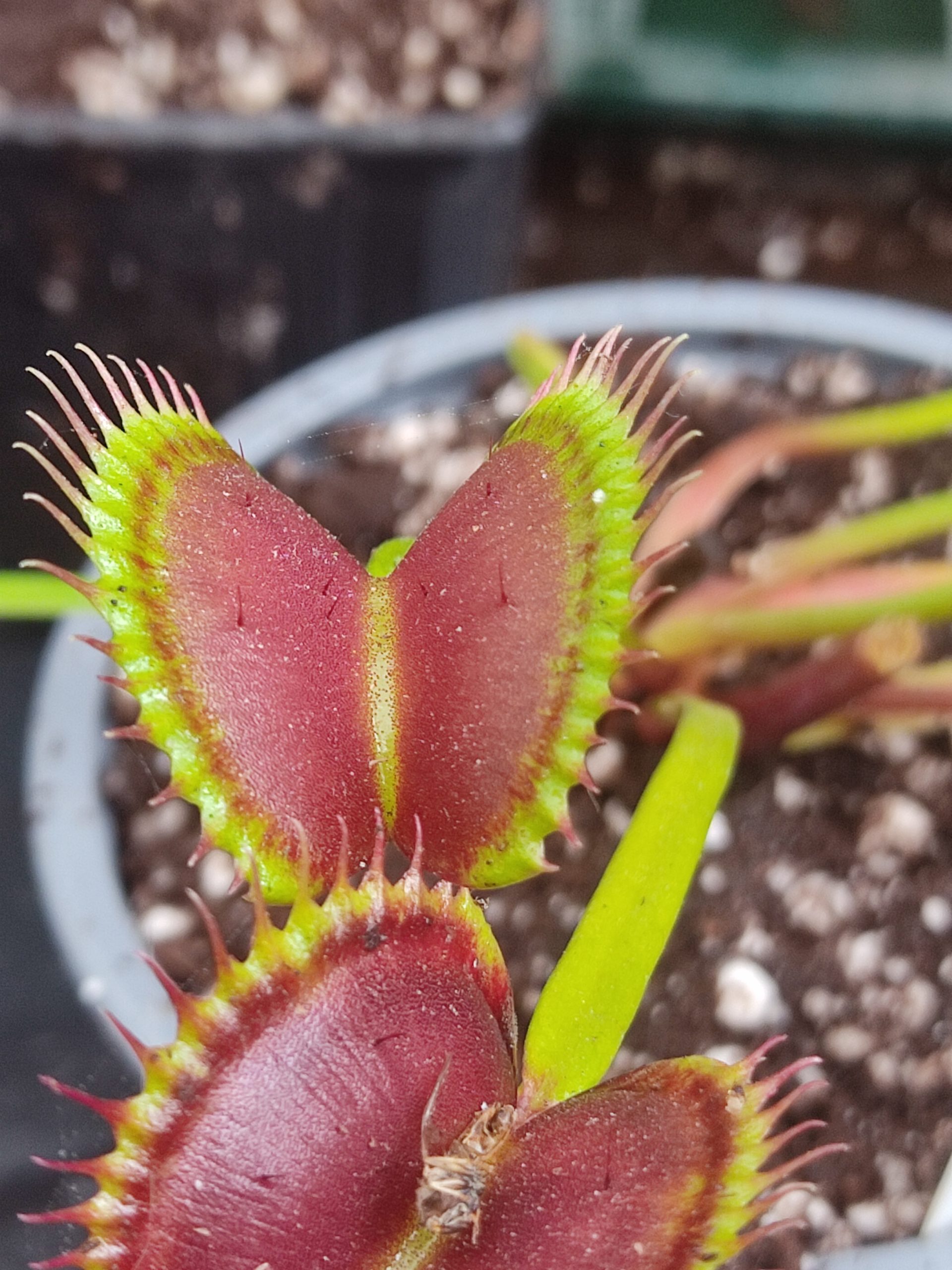 Dionaea muscipula 'Fake Dracula'
