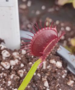Dionaea muscipula 'G14'