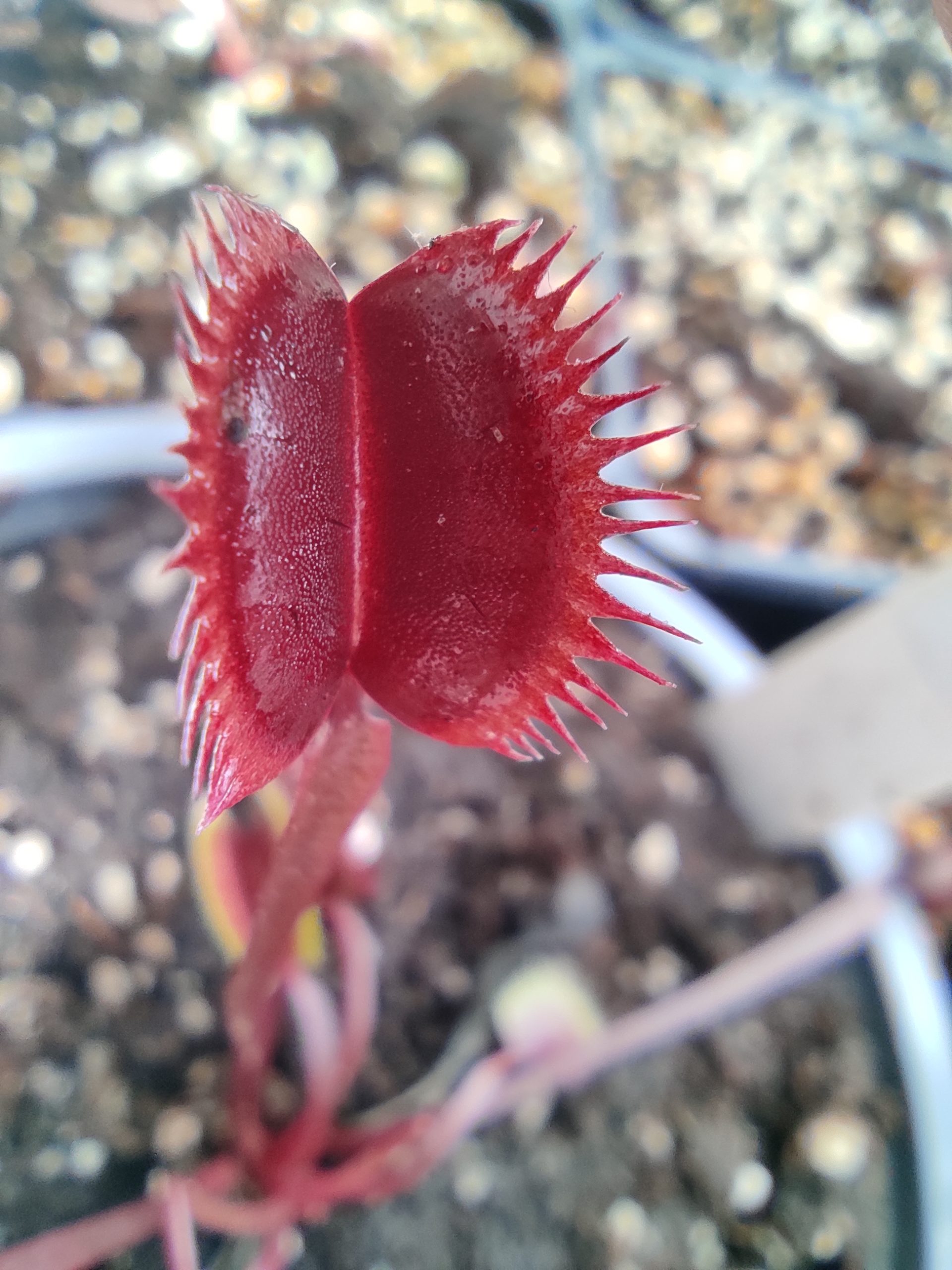 Dionaea muscipula 'Amteborous'