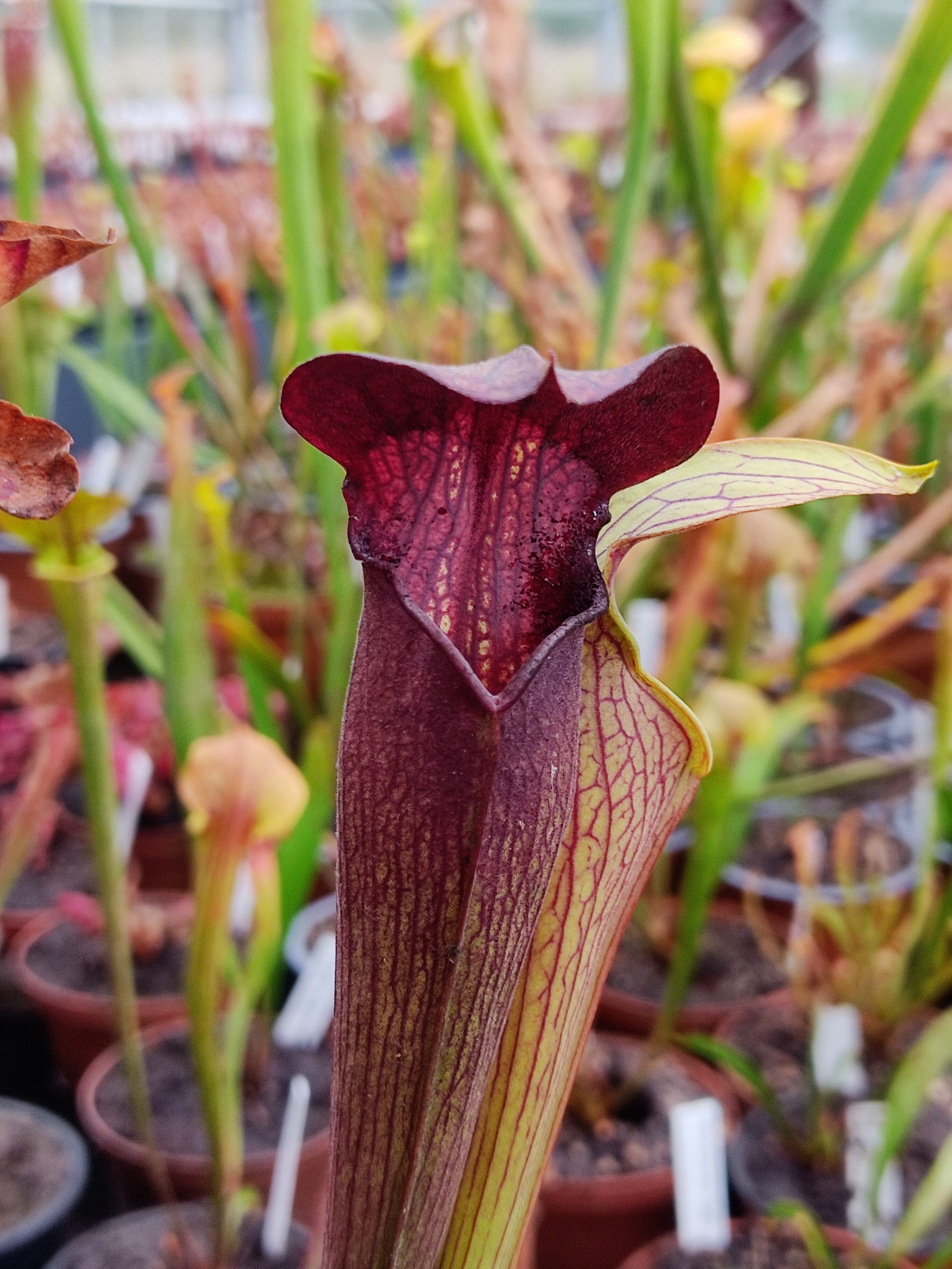 Sarracenia alata — CV 'Night'