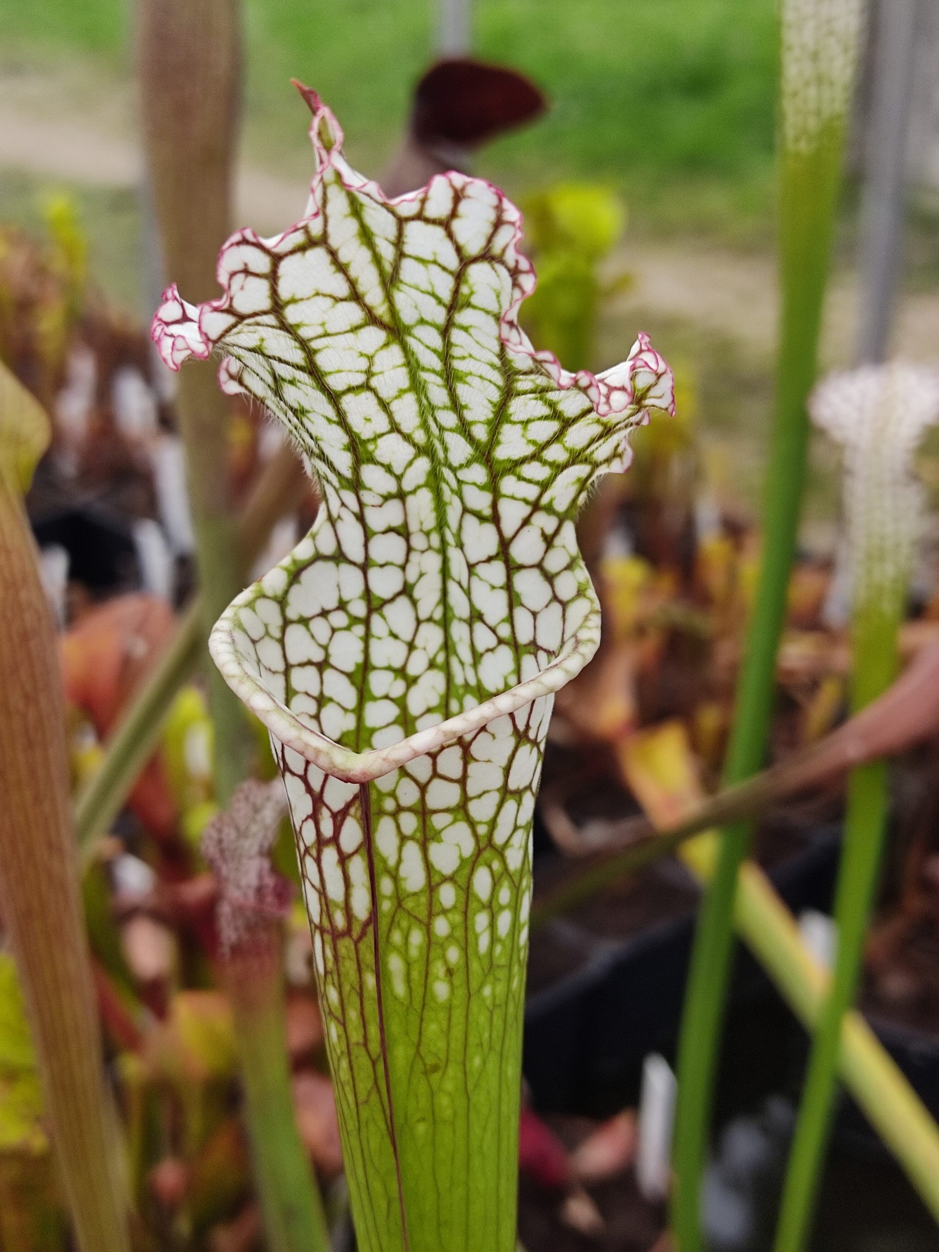 Sarracenia leucophylla var. leucophylla — {Whitting field}