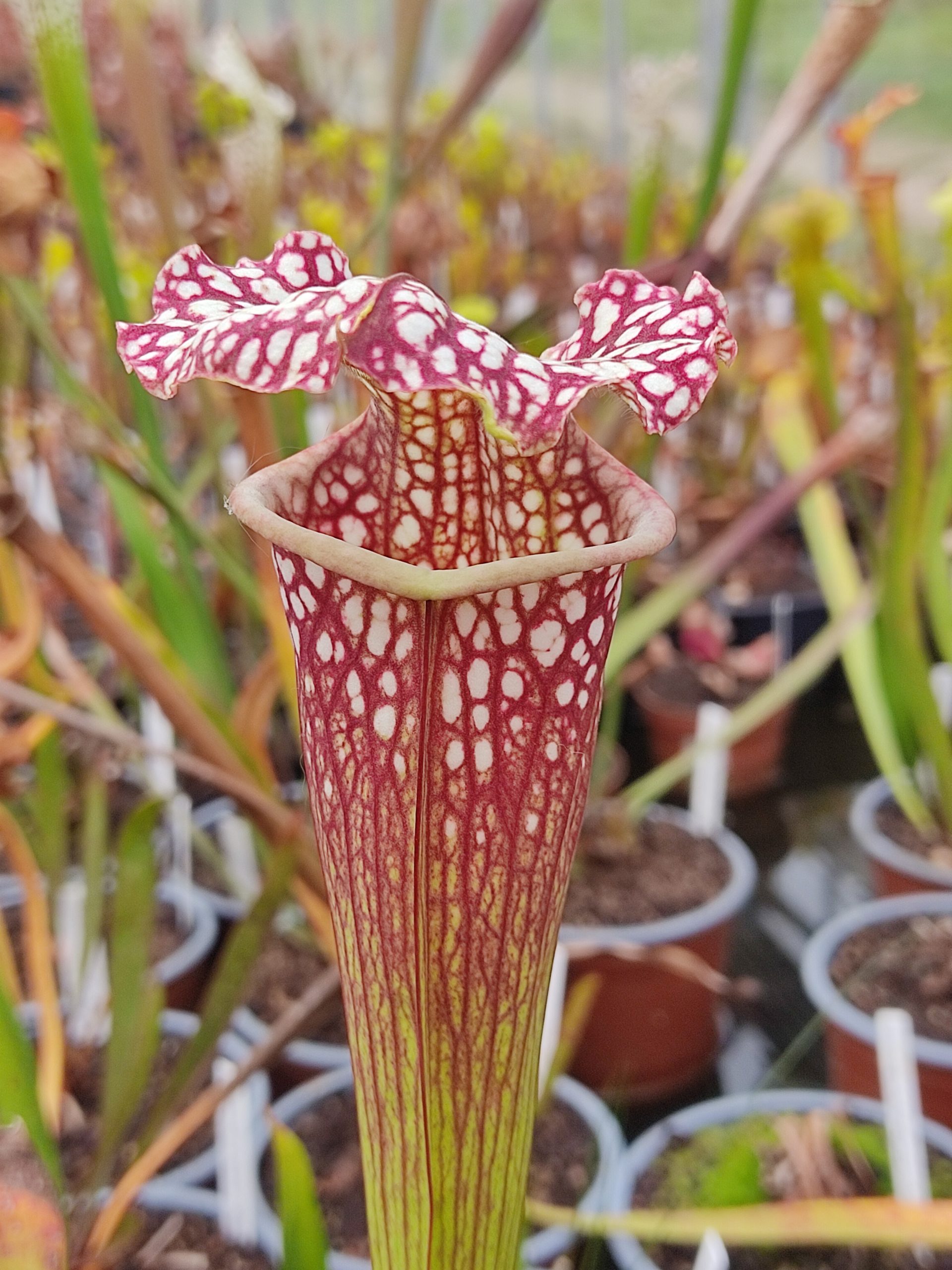 Sarracenia x moorei — Giant Seedling