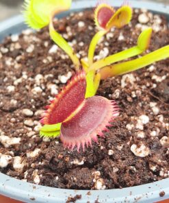 DIONAEA muscipula 'Dentata'